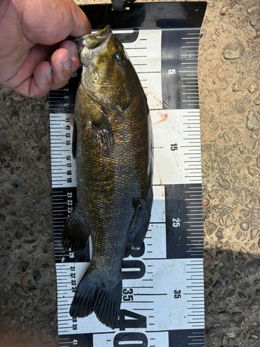 スモールマウスバスの釣果