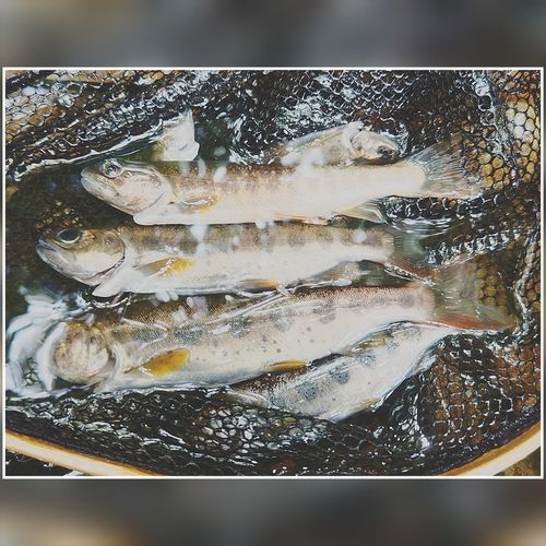 イワナの釣果