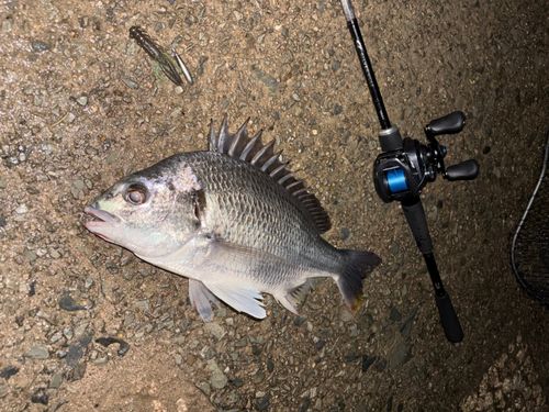 キビレの釣果