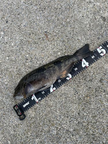 アイナメの釣果