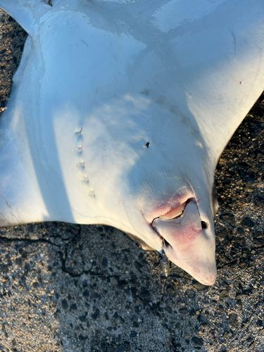 ナルトビエイの釣果