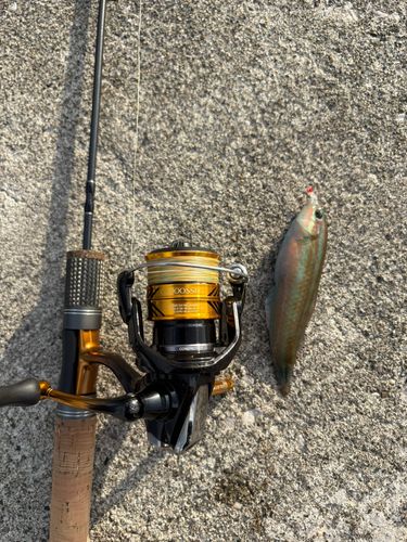 ベラの釣果