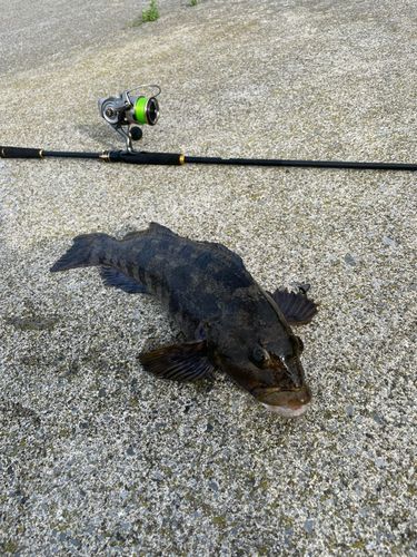 アイナメの釣果