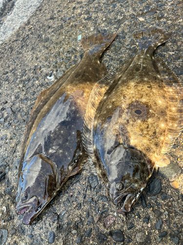 ヒラメの釣果