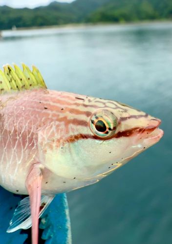 キュウセンの釣果