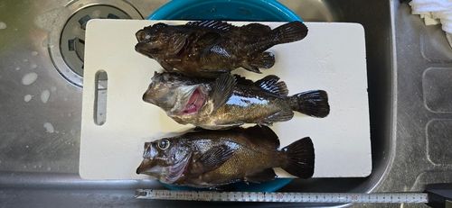 クロソイの釣果