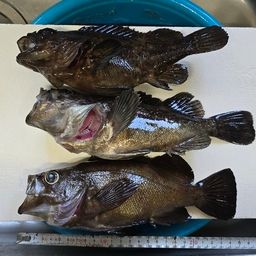 クロソイ