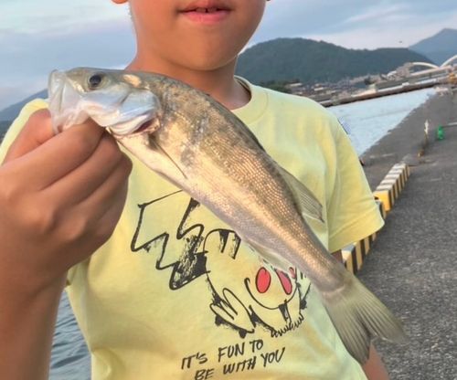 セイゴ（マルスズキ）