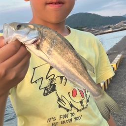 セイゴ（マルスズキ）