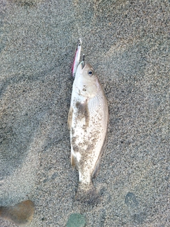 ニベの釣果