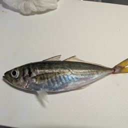 アジ