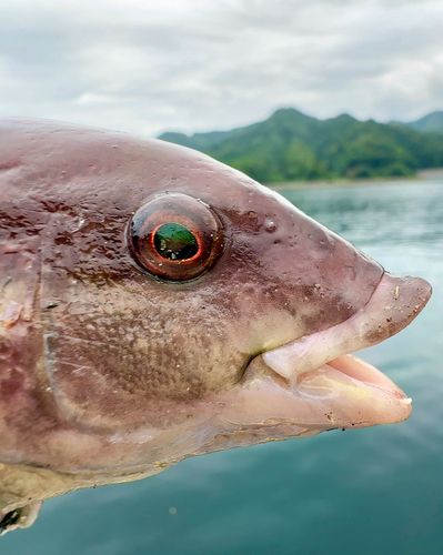 コブダイの釣果