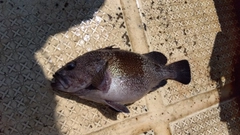 タヌキメバルの釣果