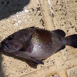 タヌキメバル