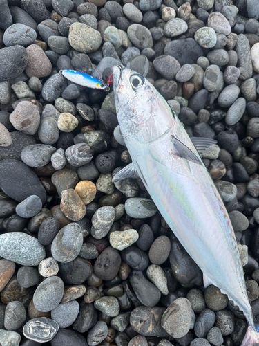カツオの釣果
