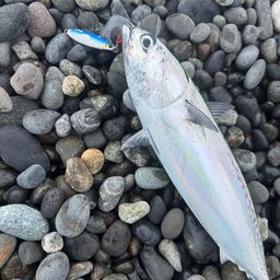 カツオ