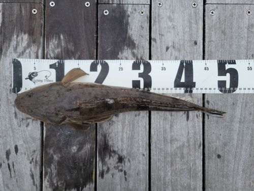 カマスの釣果