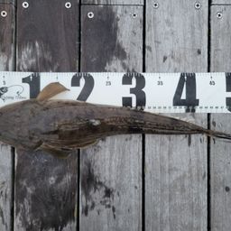 カマス