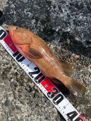 キジハタの釣果