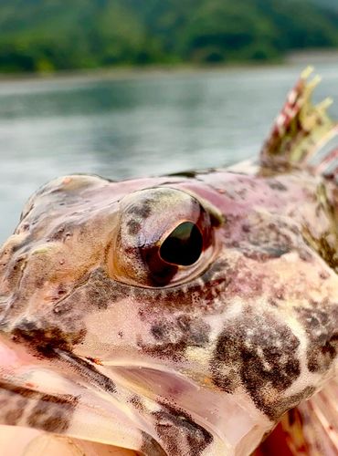 アナハゼの釣果