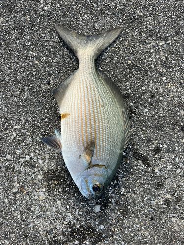 イスズミの釣果