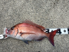 マダイの釣果