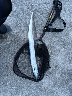 タチウオの釣果
