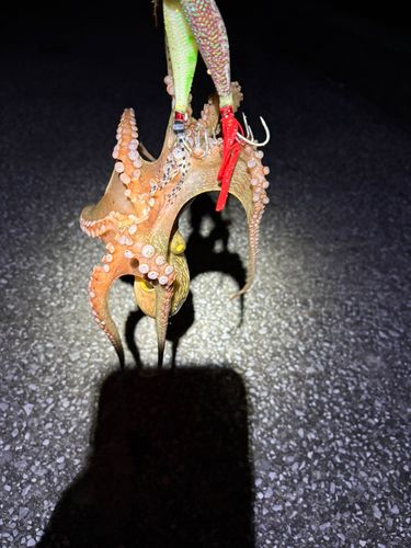 タコの釣果