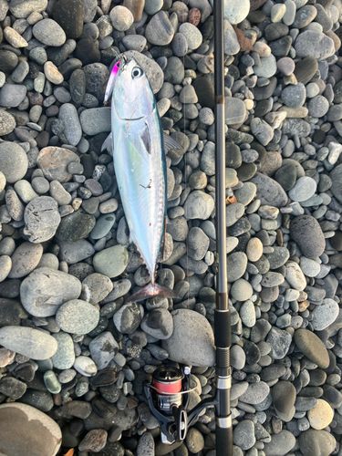 マルソウダの釣果