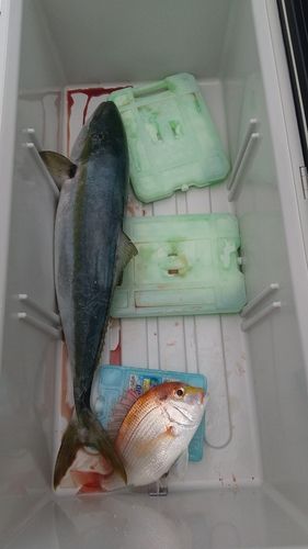 ヒラスズキの釣果