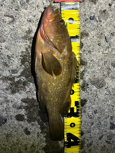 キジハタの釣果