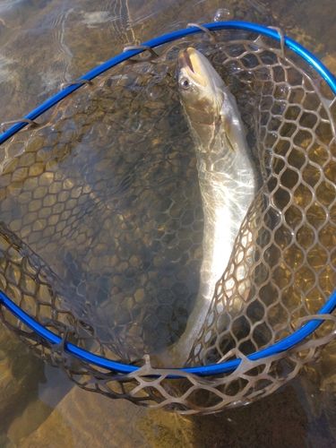 アメマスの釣果