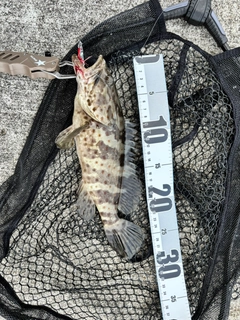 チャイロマルハタの釣果