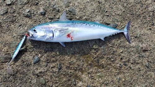 マルソウダの釣果