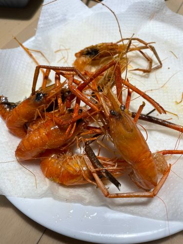 テナガエビの釣果