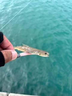 エソの釣果