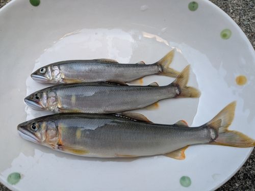 アユの釣果
