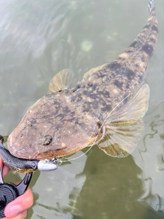 マゴチの釣果