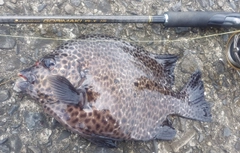 イシガキダイの釣果