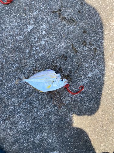 ヒイラギの釣果