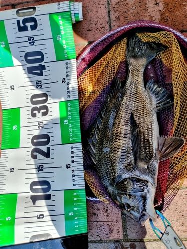 チヌの釣果