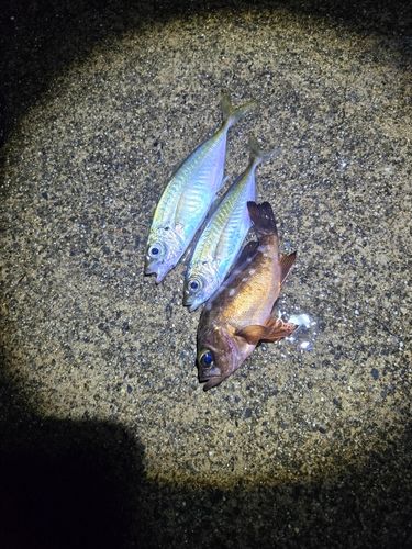 アジの釣果