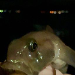 リュウグウハゼ