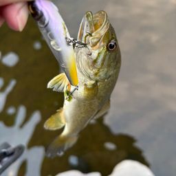 スモールマウスバス