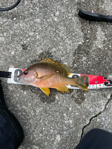 ナミフエダイの釣果