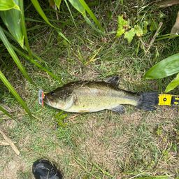 ラージマウスバス