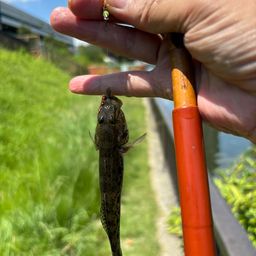 マハゼ