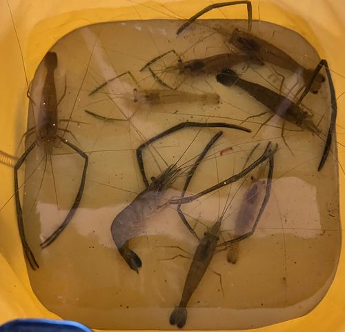 テナガエビの釣果