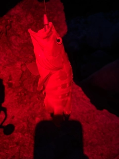 アカミーバイの釣果