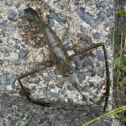 テナガエビ